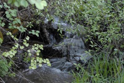 A City Creek Waterfall -- Late May _DSC0237.JPG