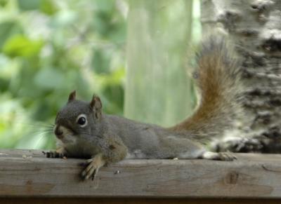 red squirrel on banister _DSC0320.JPG