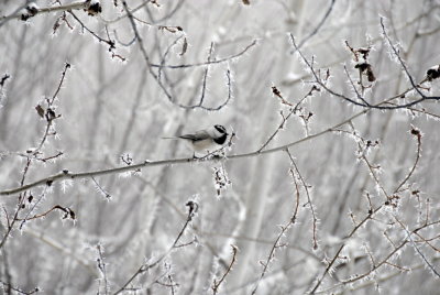 Winter Scene with Ice Spikes and Chickadee _DSC0537.jpg