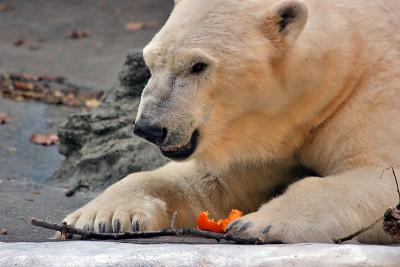 Bronx Zoo: Polar Bears