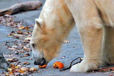 IMG_0617_20051112-2.jpg