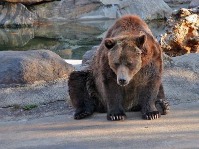 Bronx Zoo: Grizzly Bears