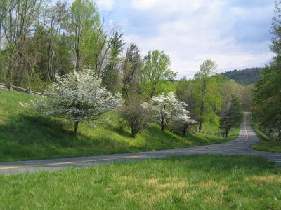 Les cornouillers en fleurs bordent les routes depuis le dbut du voyage. Ceux-ci sont sur le Blue Ridge Parkway.