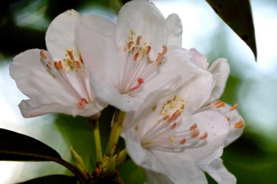 Fleurs de rhododendron.