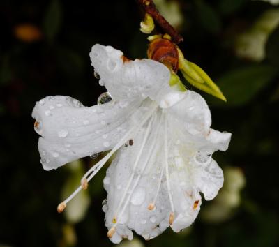 La fleur du rhododendron aprs la pluie.