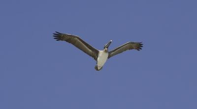 Les plicans se reconnaissent de loin  leurs grandes ailes.