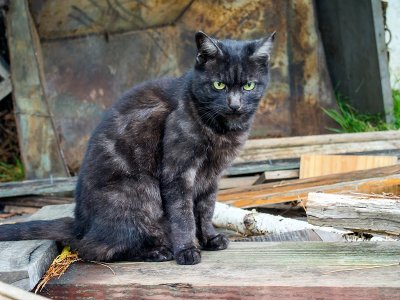 Montsalvat cat