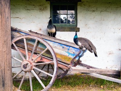 Peacocks and cart