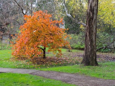 Autumn in Heidelberg