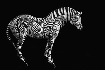 Wooden Zebra ~