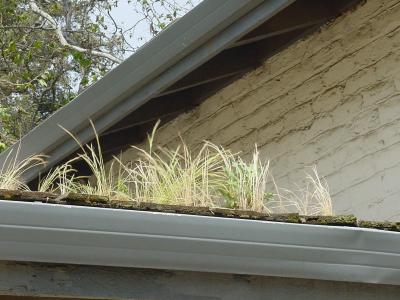 Notice the grass growing on the roof of this building.