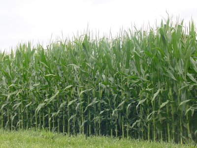 Back through the cornfields, as we bid Illinois a fond farewell.