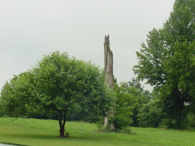 A tornado in 1998 caused damage to this tree near Jackson's niece's home.  There was similar damage next to the Hermitage.