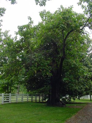 This tree is located in the rear of the home.  I believe that wood from this type of tree was used to build the Hermitage.