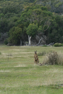 forester kangaroo, Narwantapu National Park