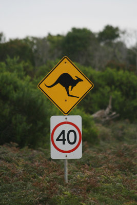 kangaroo crossing, Narwantapu National Park