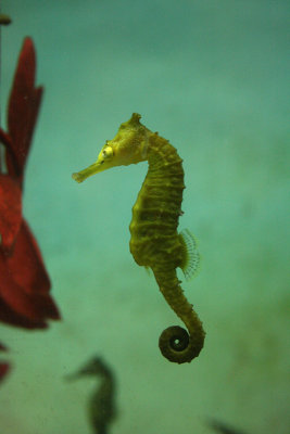 White's Sea Horse (Hippocampus whiteii), Seahorse World, Beauty Point