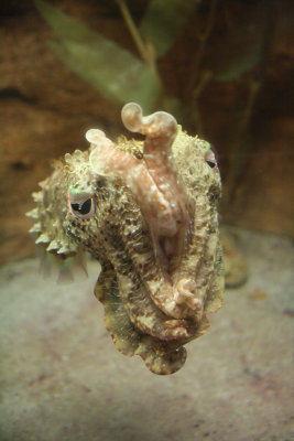 cuttlefish, Seahorse World, Beauty Point