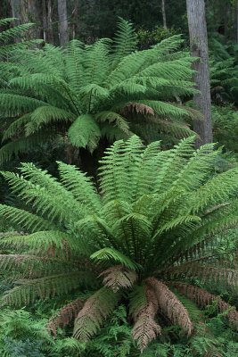 Tasmanian Tree fern (Dicksonia antarctica), Lemonthyme Lodge grounds, Moina