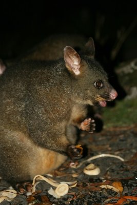 brushtailed possum, Lemonthyme Lodge grounds, Moina