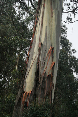 Eucalyptus regnans trunk, Lemonthyme Lodge grounds, Moina
