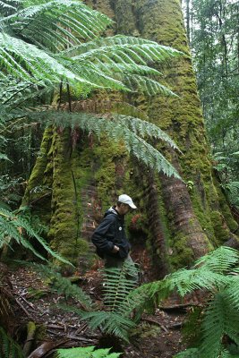 Eucalyptus regnans trunk, Big Tree Trail, Lemonthyme Lodge grounds, Moina