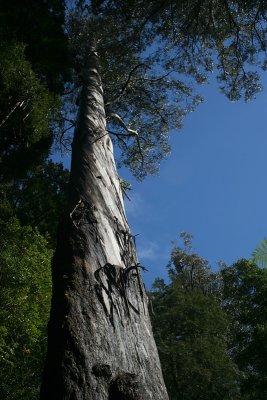 Eucalyptus regnans trunk, Styx River Valley, Maydena