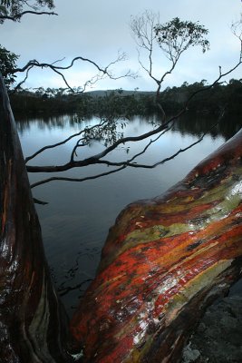 eucalypt trunk, Lake Dobson, Mount Field National Park