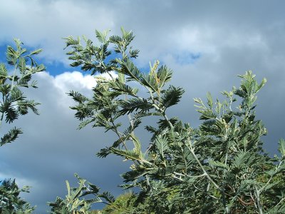 mimosa-like tree, Narawntapu