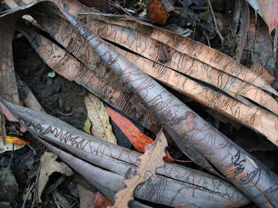 bark of scribbly gum (Eucalyptus haemastoma), Mount Field National Park