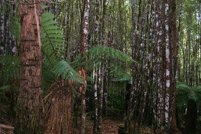 amazing tree trunks, Mount Field National Park