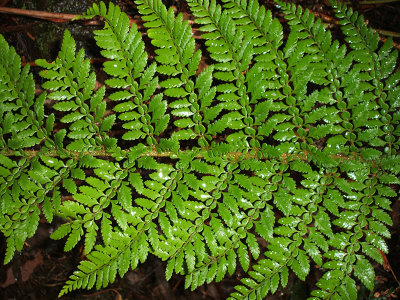fern, Mount Field National Park