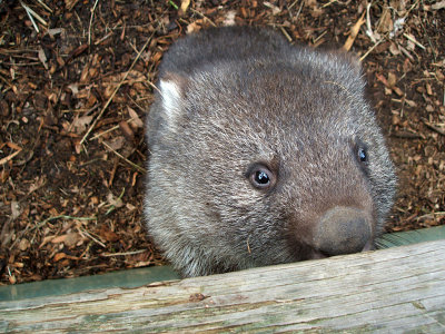 wombat, Bonorong Wildlife Park, Brighton