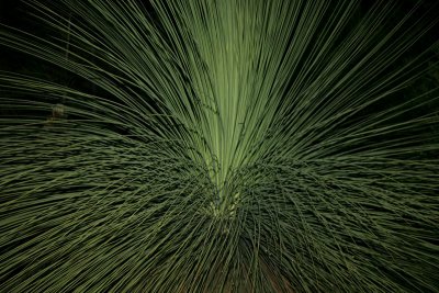 grass tree, Freycinet Lodge grounds