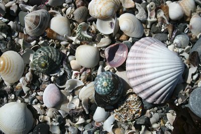 seashells, Wineglass Bay, Freycinet