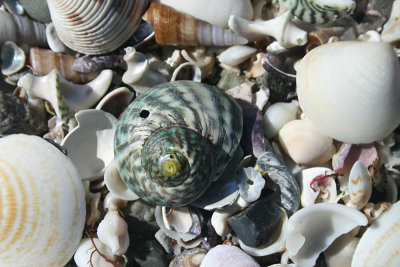 seashells, Wineglass Bay, Freycinet