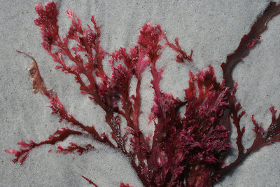 seaweed, Friendly Beaches, Freycinet