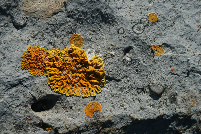 orange lichen, Friendly Beaches, Freycinet