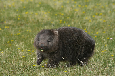 common wombat, Narwantapu National Park