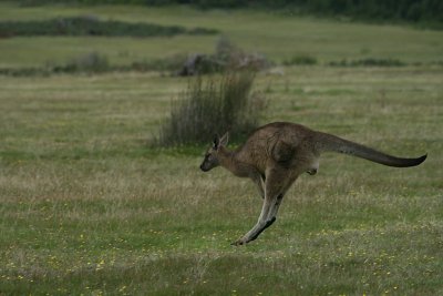 bounding roo, Narwantapu National Park