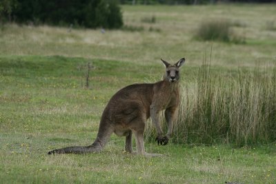 big kangaroo, Narwantapu National Park