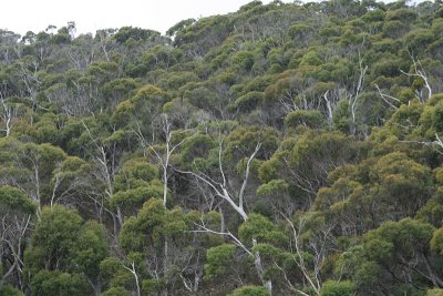 hillside sclerophyll tree cover, Narwantapu National Park