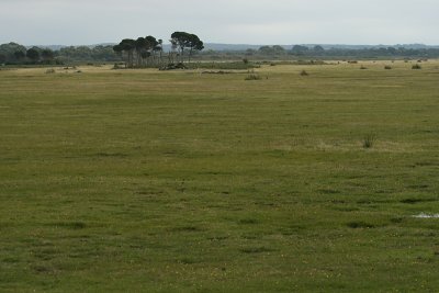 grassland, Narwantapu National Park