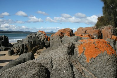 orange lichen, Hawley Beach