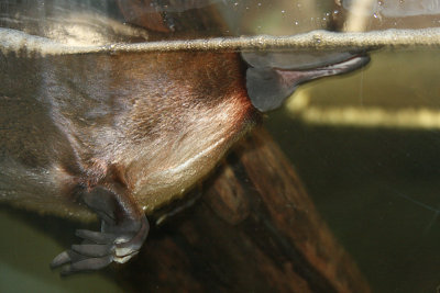 platypus duckbill, Platypus House, Beauty Point