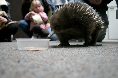 echidna, Platypus House, Beauty Point
