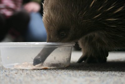 echidna, Platypus House, Beauty Point