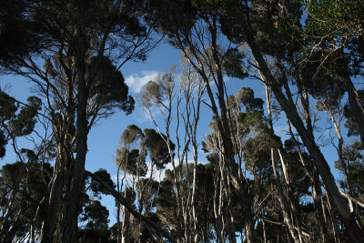 white gum (Eucalptus viminalis), Narwantapu National Park