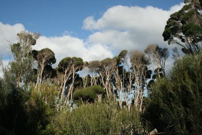 white gum (Eucalptus viminalis), Narwantapu National Park