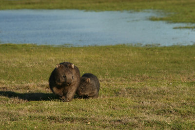 wombat mother and baby, Narwantapu National Park